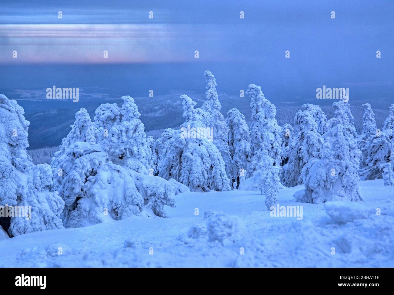 Winter landscape with icy trees at Brocken, Wernigerode, Harz Nature Park, Saxony-Anhalt, Germany Stock Photo