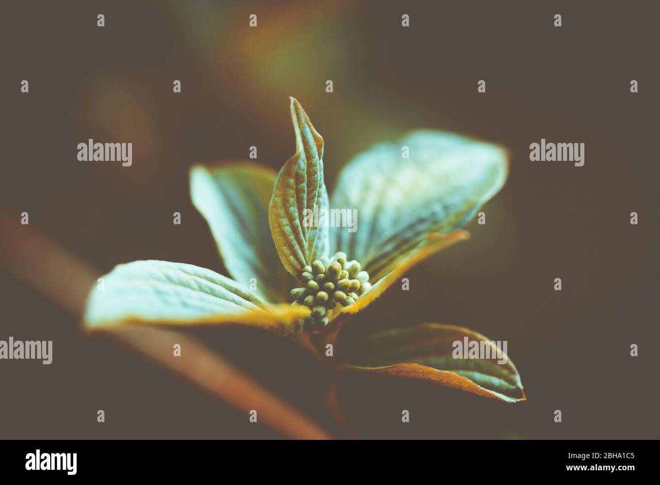 Leaves still on trees hires stock photography and images Alamy