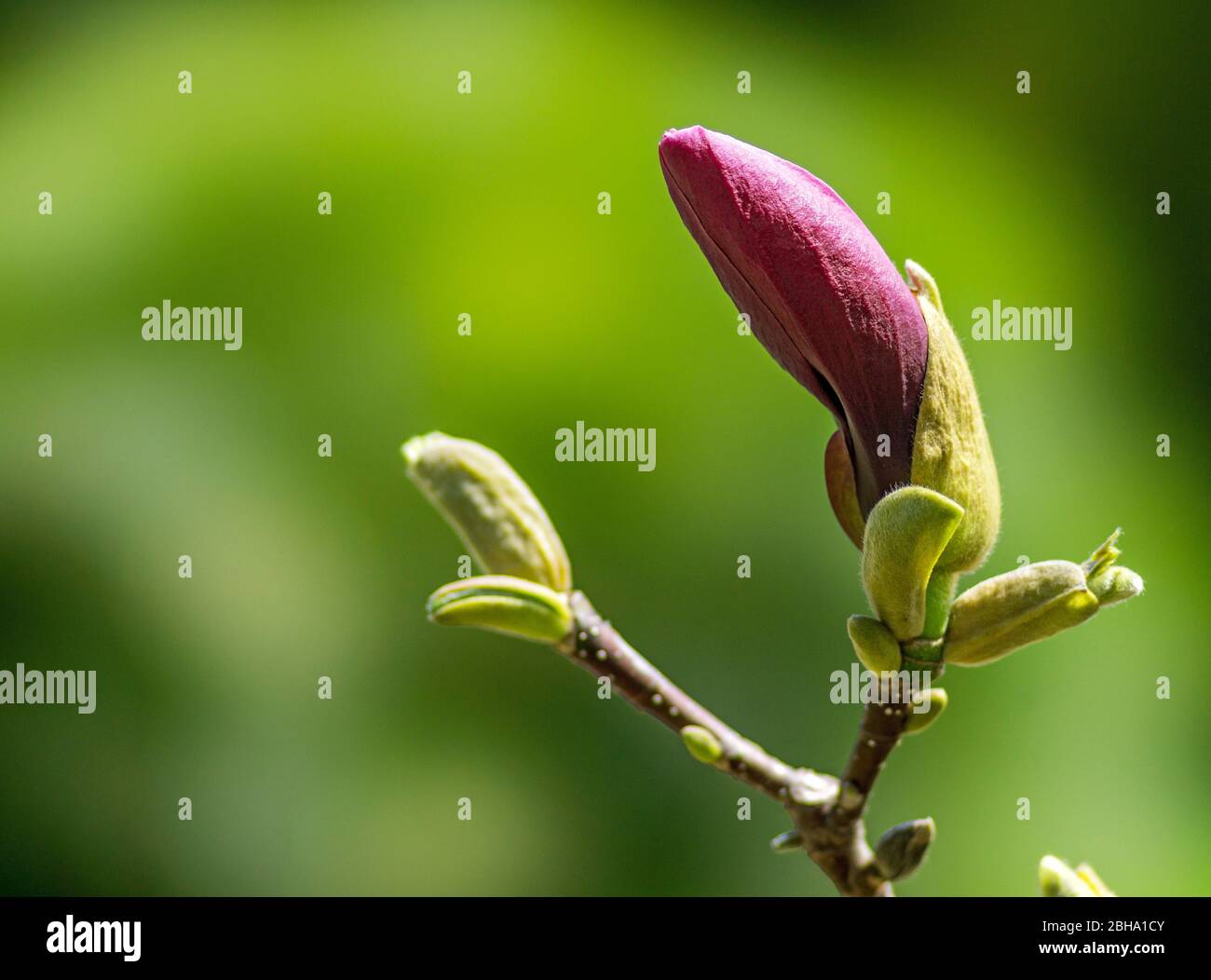 Germany, BadenWürttemberg, Tübingen, Botanical Garden, Purple Magnolia, Magnolia liliiflora