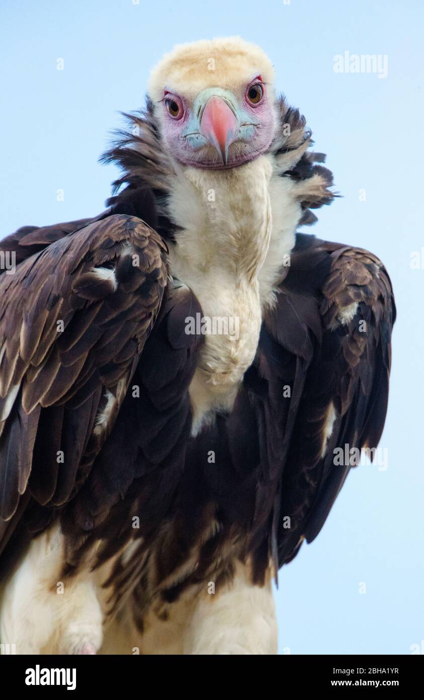 White-headed vulture (Trigonoceps occipitalis), Ngorongoro Conservation Area, Tanzania Stock Photo