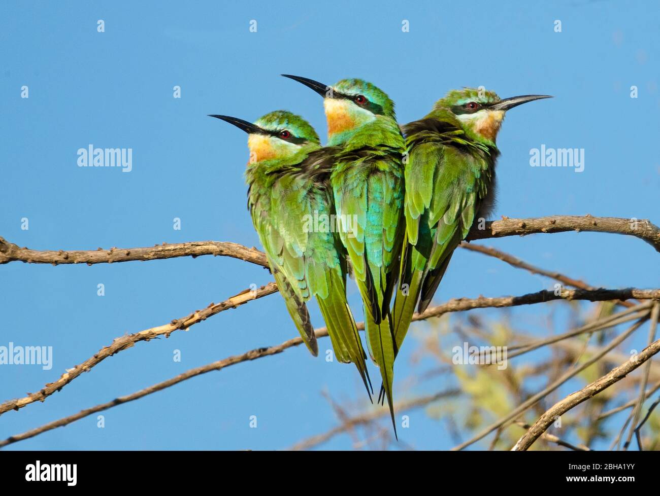 Three cinnamon-chested bee-eater (Merops oreobates) birds perching on branch, Tarangire National Park, Tanzania Stock Photo