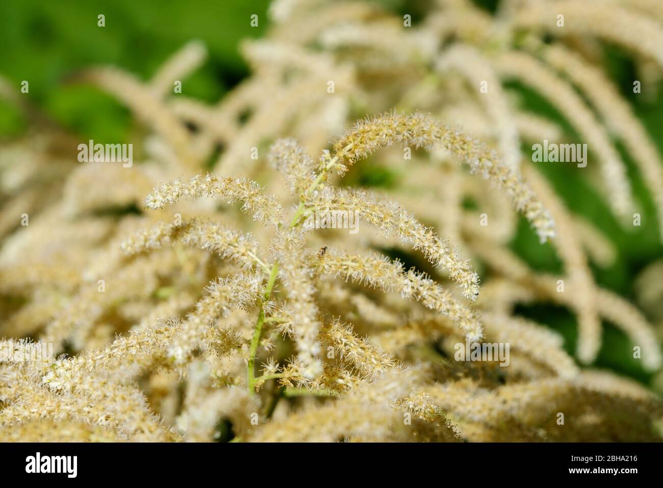 Woodland Geissbart (Aruncus dioicus), Germany Stock Photo