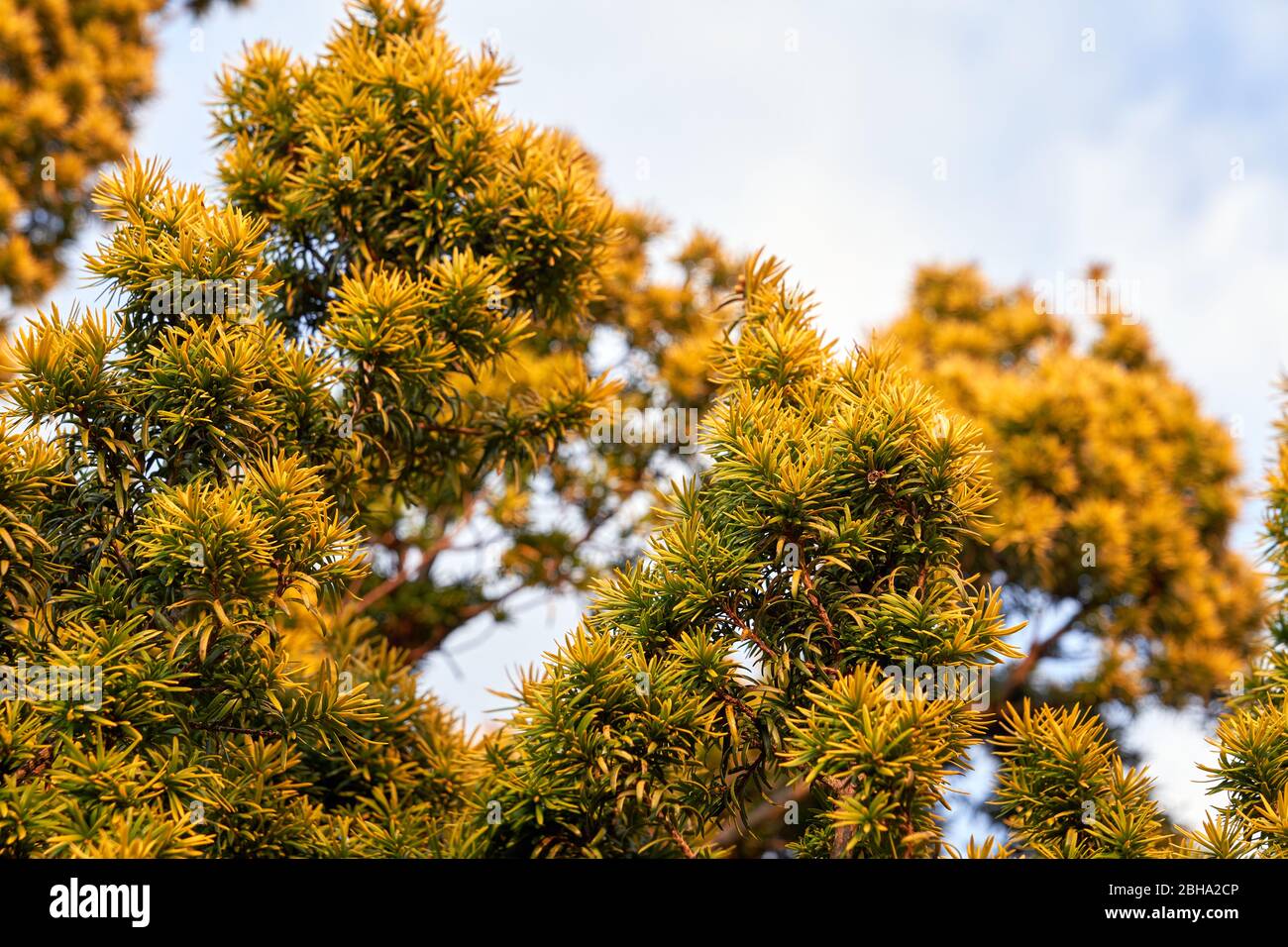 A golden Irish yew shrub growing in a garden in South Wales, UK Stock Photo