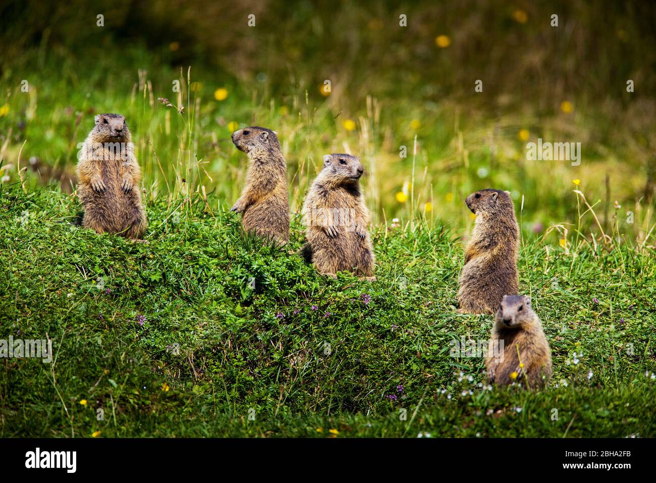 marmots on alpine meadow Stock Photo - Alamy