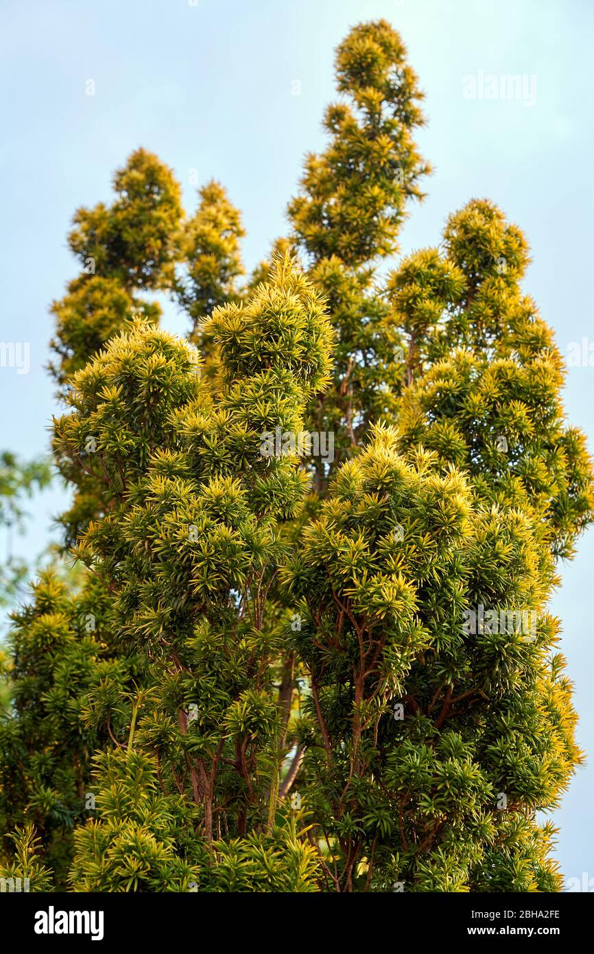 A golden Irish yew shrub growing in a garden in South Wales, UK Stock Photo