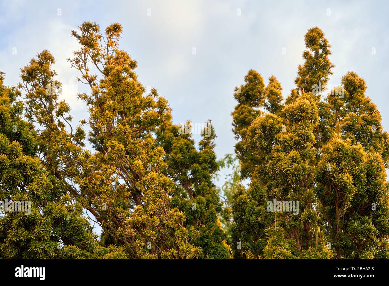 A golden Irish yew shrub growing in a garden in South Wales, UK Stock Photo