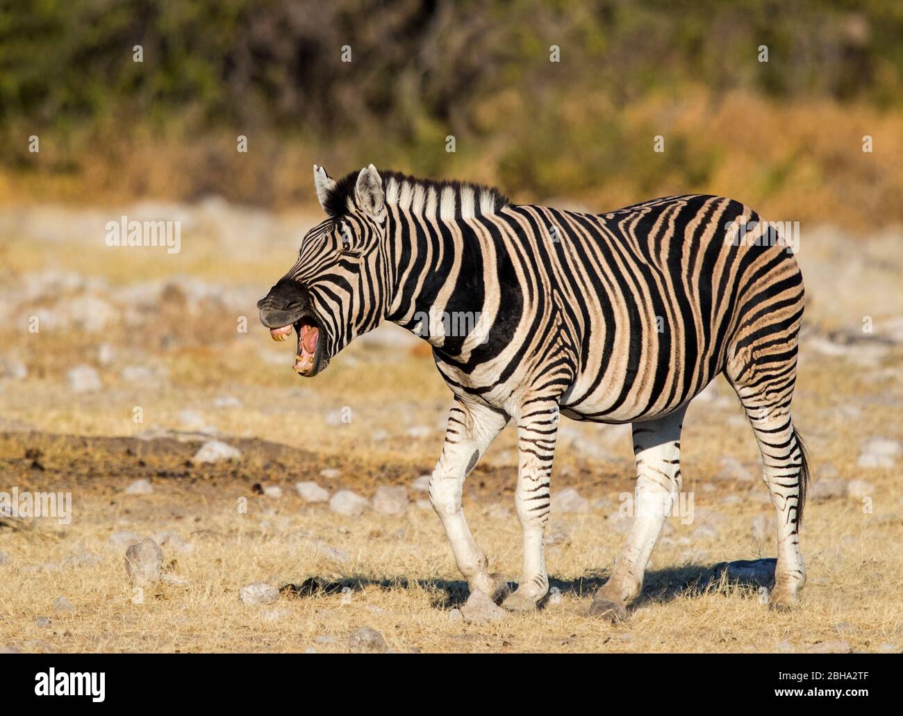 Zebra, Etosha National Park, Namibia Stock Photo