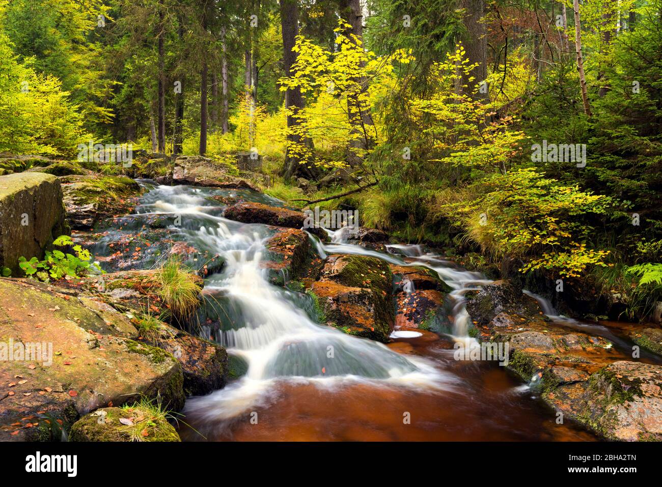 Bode, Bodetal, Fluss, Wald, Laubfärbung, Herbst, Harz, Sachsen-Anhalt, Deutschland, Europa Stock Photo