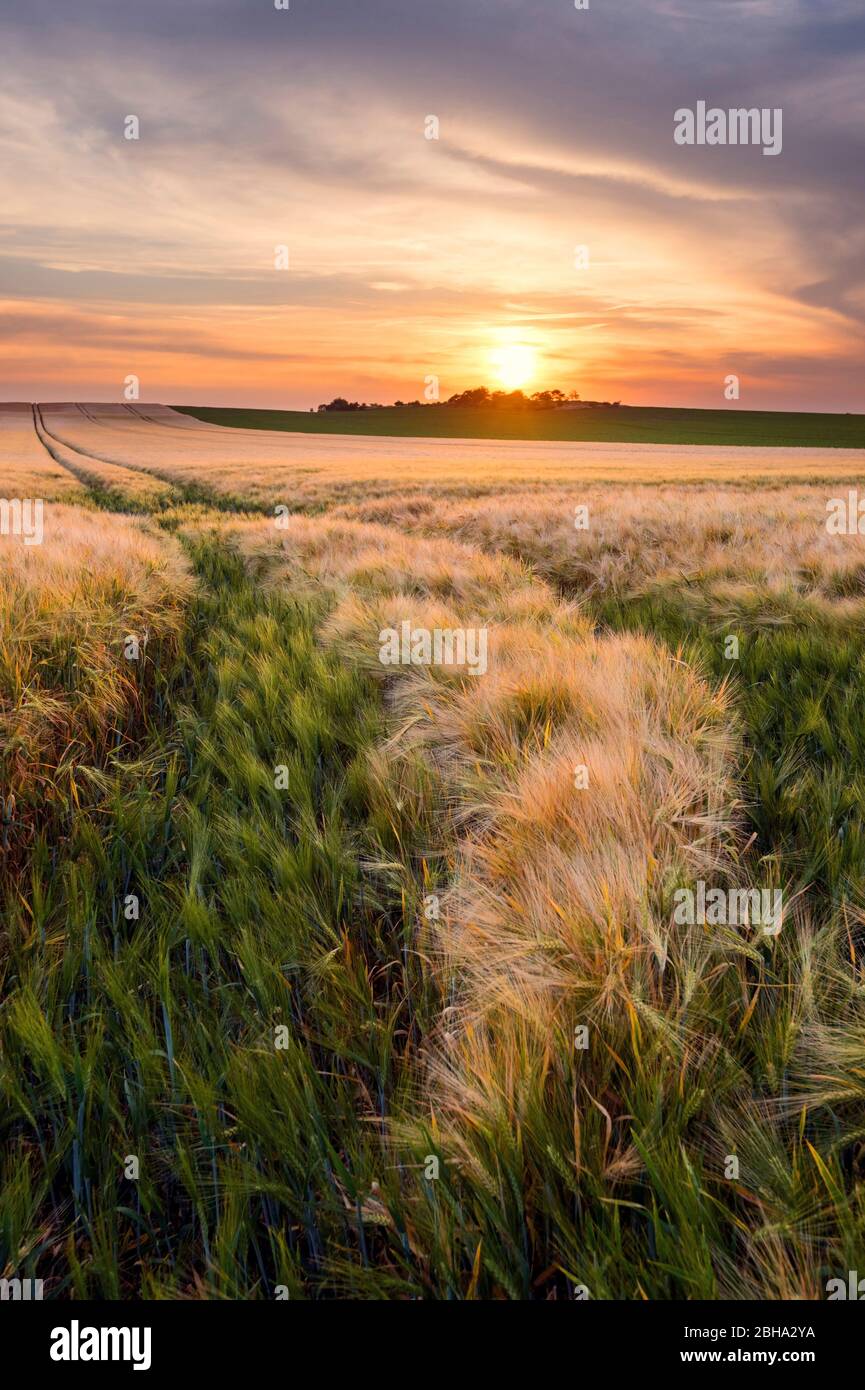 Sonne, Sonnenuntergang, Felder, Kornfeld, Sommer, Mitteldeutschland, Sachsen-Anhalt, Deutschland, Europa Stock Photo
