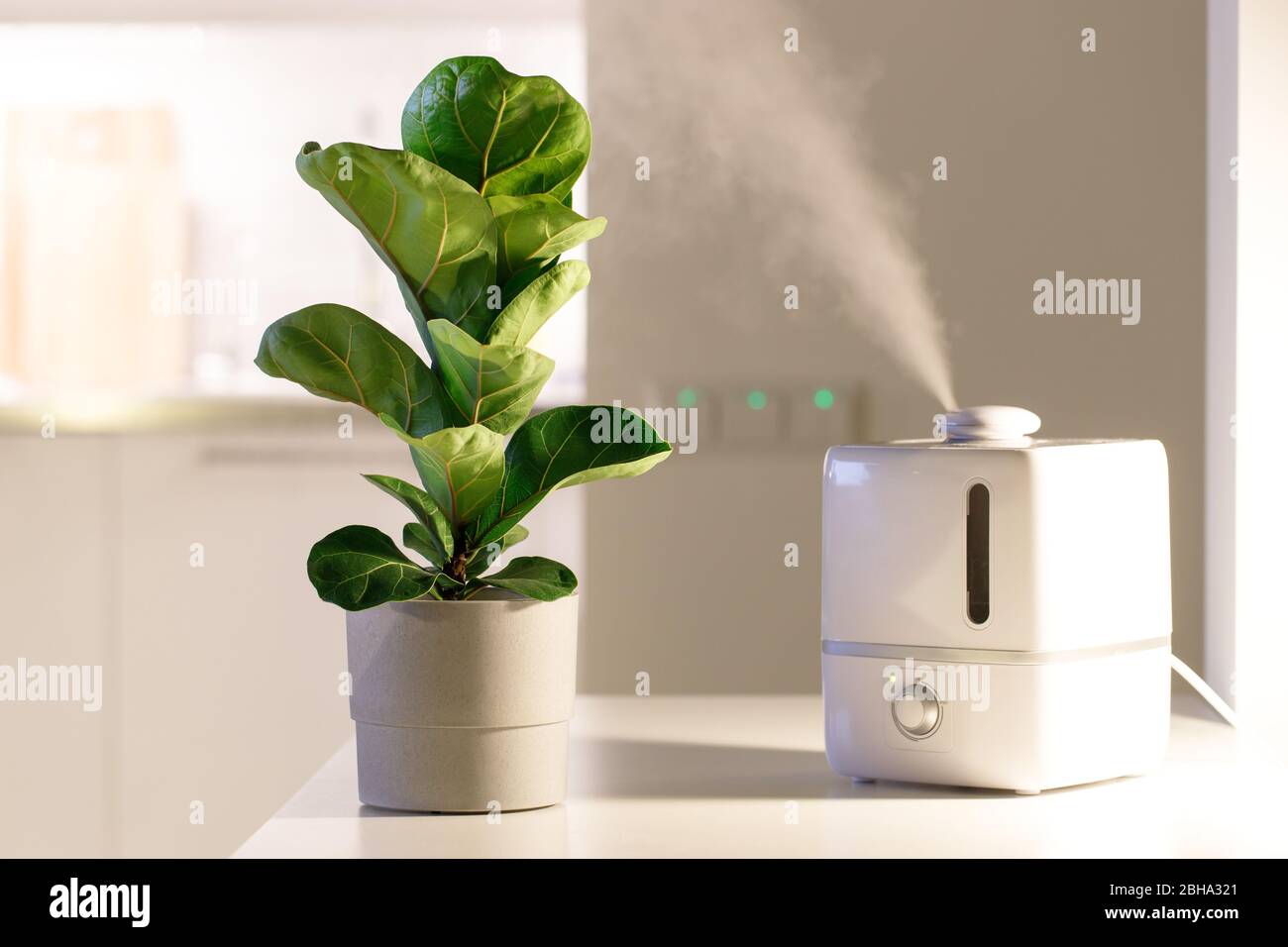 Air humidifier on the table at home, water steam direction to a houseplant - Ficus lyrata. Ultrasonic technology, comfortable living conditions, moist Stock Photo