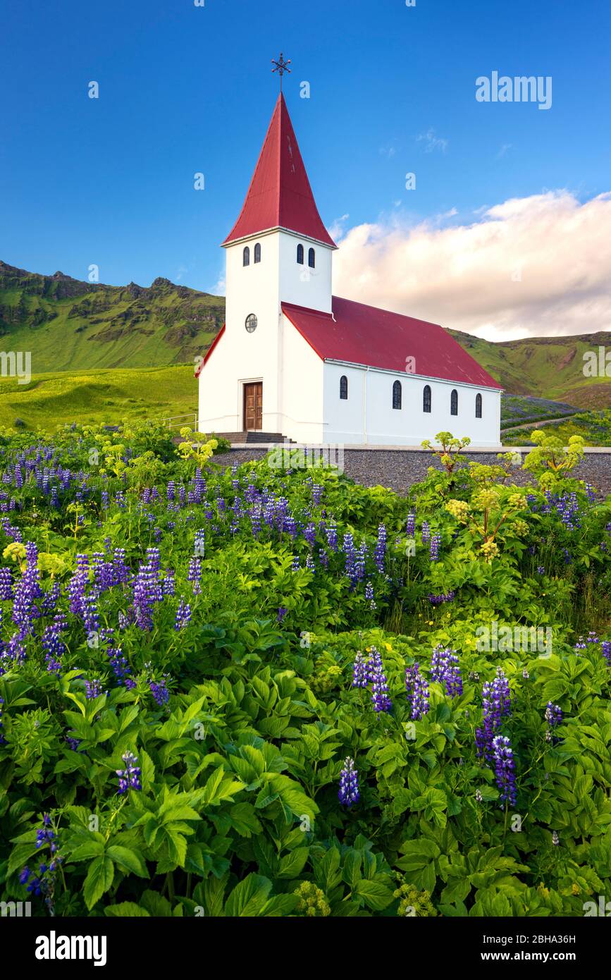 Kirche, Lupinen, Goldene Stunde, Sonnenuntergang, Vik, Island, Europa Stock Photo
