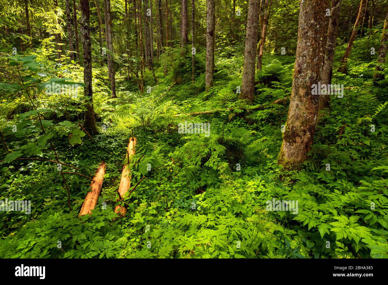 Summer, forest, magic forest, Alps, Hintersee, Bavaria, Germany, Europe Stock Photo