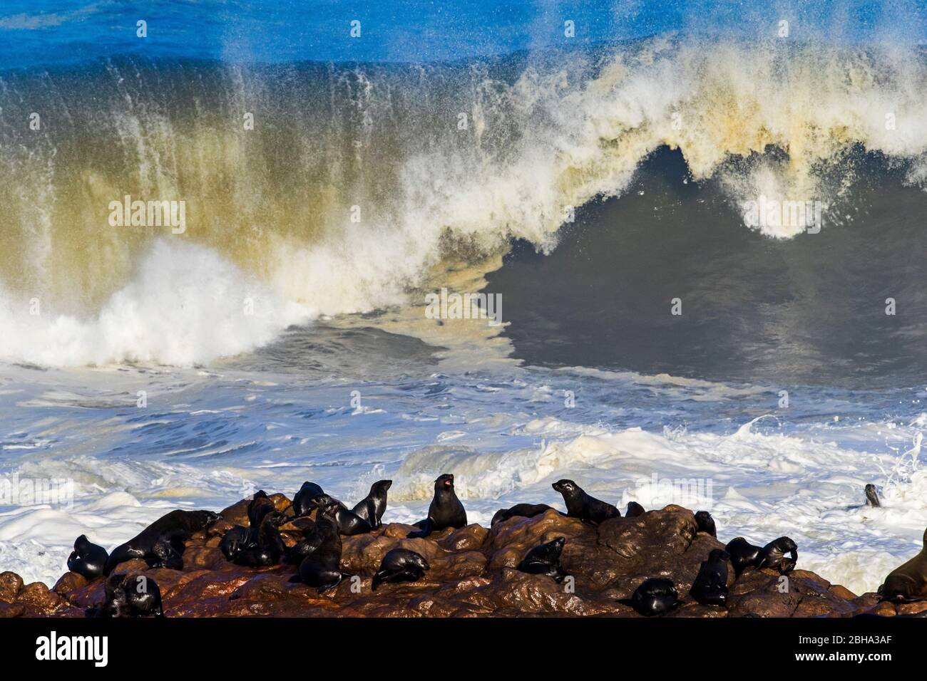 Group of cape fur seals (Arctocephalus pusillus) on rock during tide, Cape Cross, Namibia, Africa Stock Photo