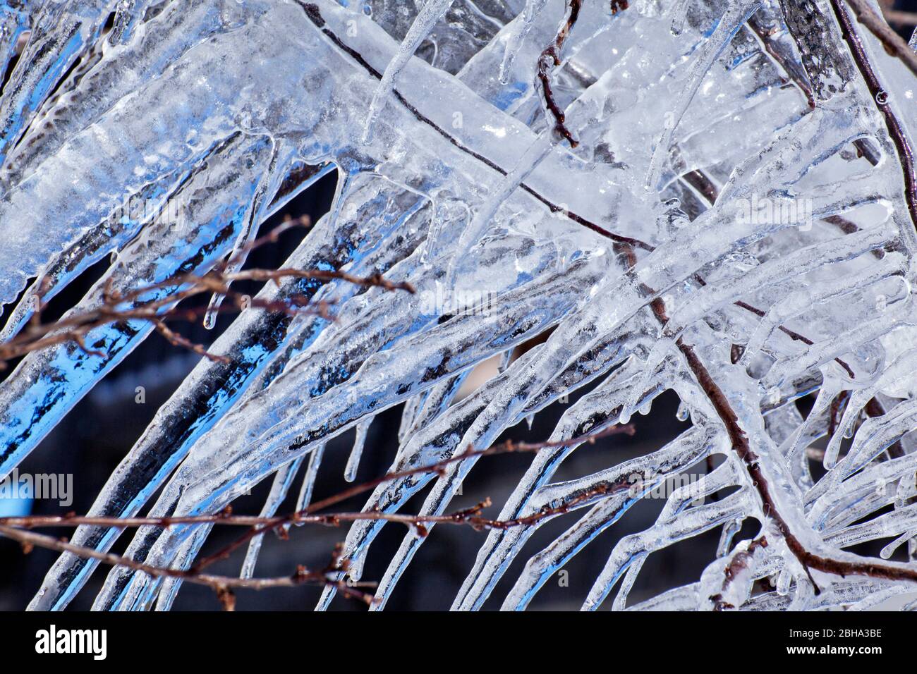 filigree icicles on thin branches Stock Photo