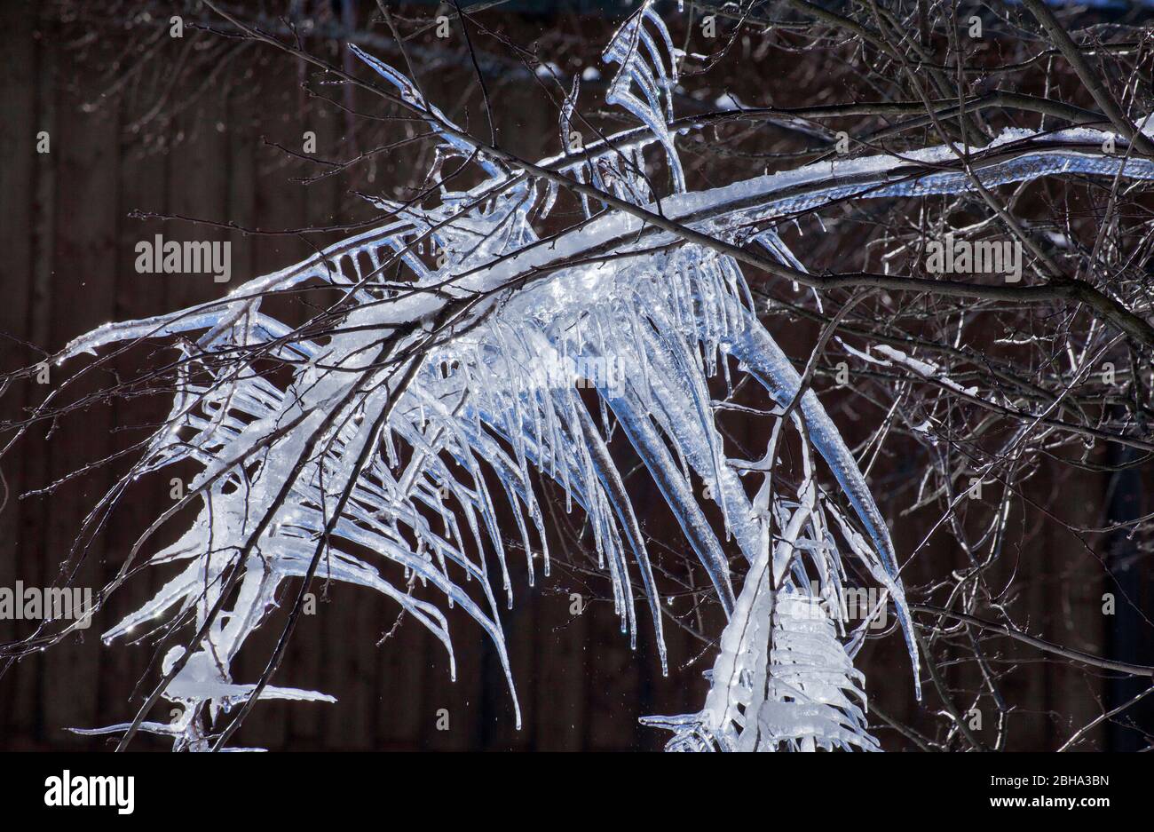 filigree icicles on thin branches Stock Photo