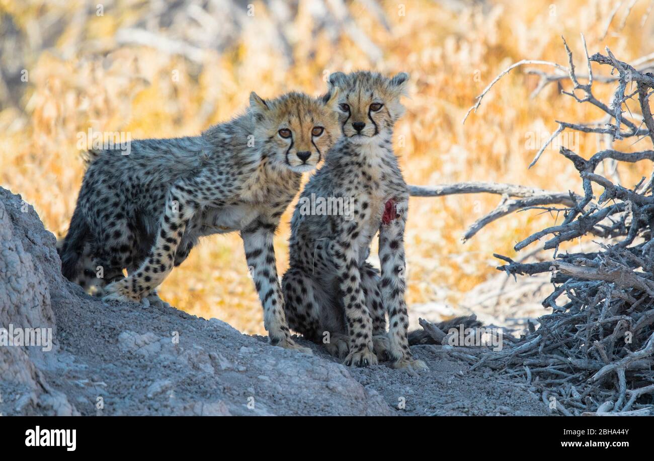 Close up portrait of two young Cheetah (Acinonyx jubatus), Etosha National Park, Namibia, Africa Stock Photo
