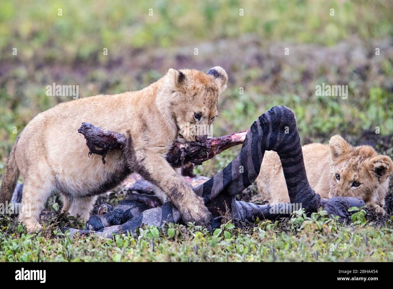 Two young lions (Panthera leo) eating zebra, Ngorongoro Conservation Area, Tanzania, Africa Stock Photo