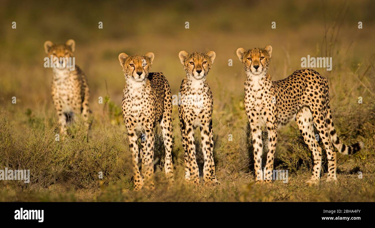 Close up of cheetah family (Acinonyx jubatus), Ngorongoro Conservation Area, Tanzania, Africa Stock Photo