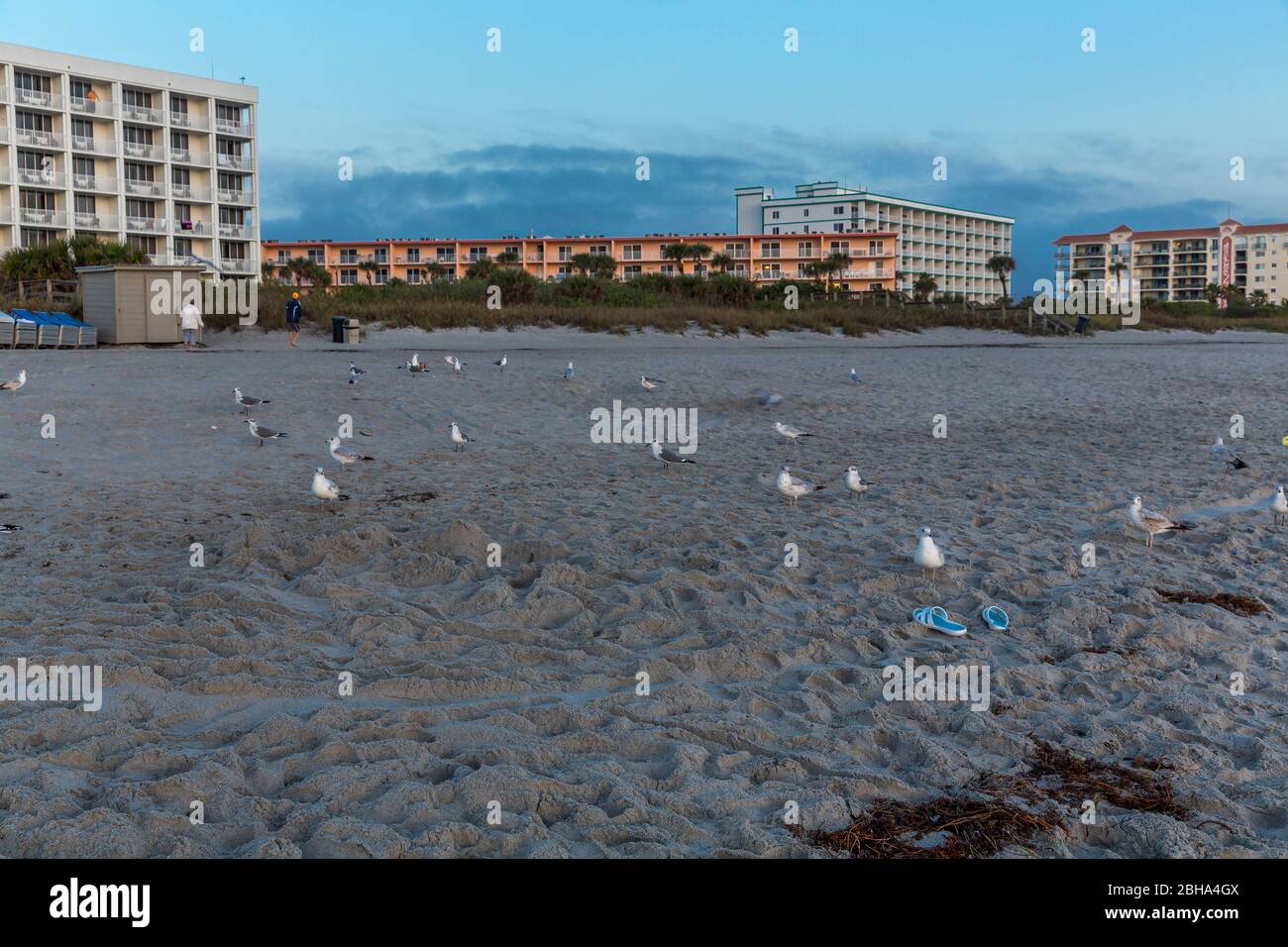 Möwen am Strand, Sonnenaufgang, Cocoa Beach, Florida, USA, Nordamerika Stock Photo