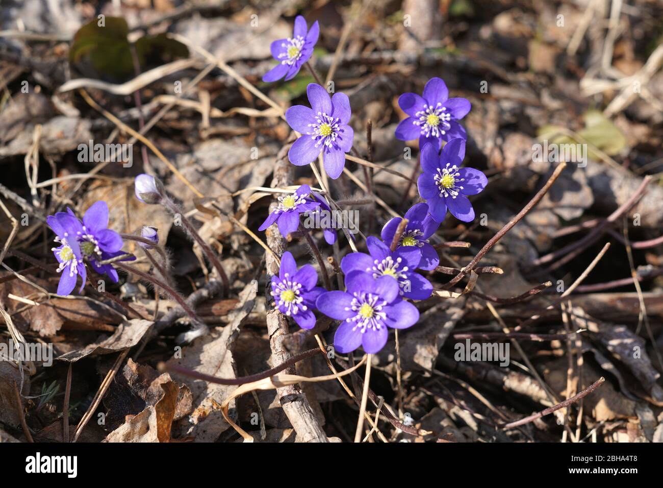 Blue Anemone Hepatica spring flower Stock Photo