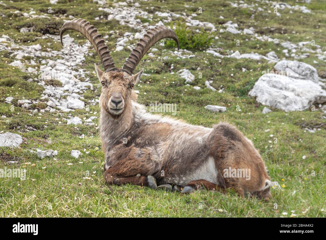 Alpine ibex shedding its pelage in the early summertime, sorapis mountain, dolomites, belluno, vento, italy Stock Photo
