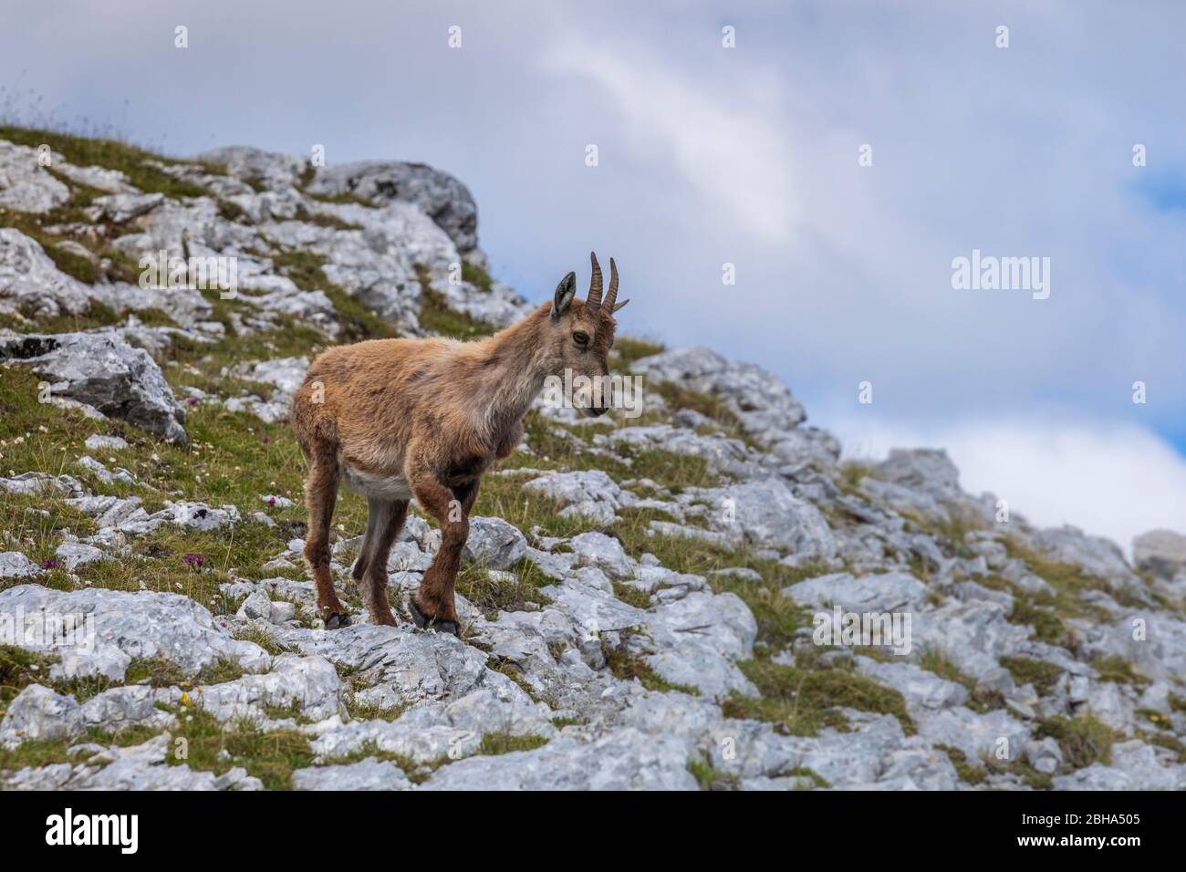 young alpine ibex in the early summertime, sorapis mountain, dolomites, belluno, vento, italy Stock Photo
