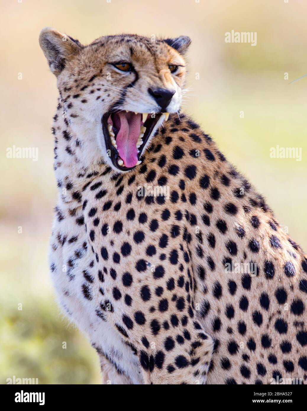 Close-up of cheetah (Acinonyx jubatus), Ngorongoro Conservation Area, Tanzania Stock Photo