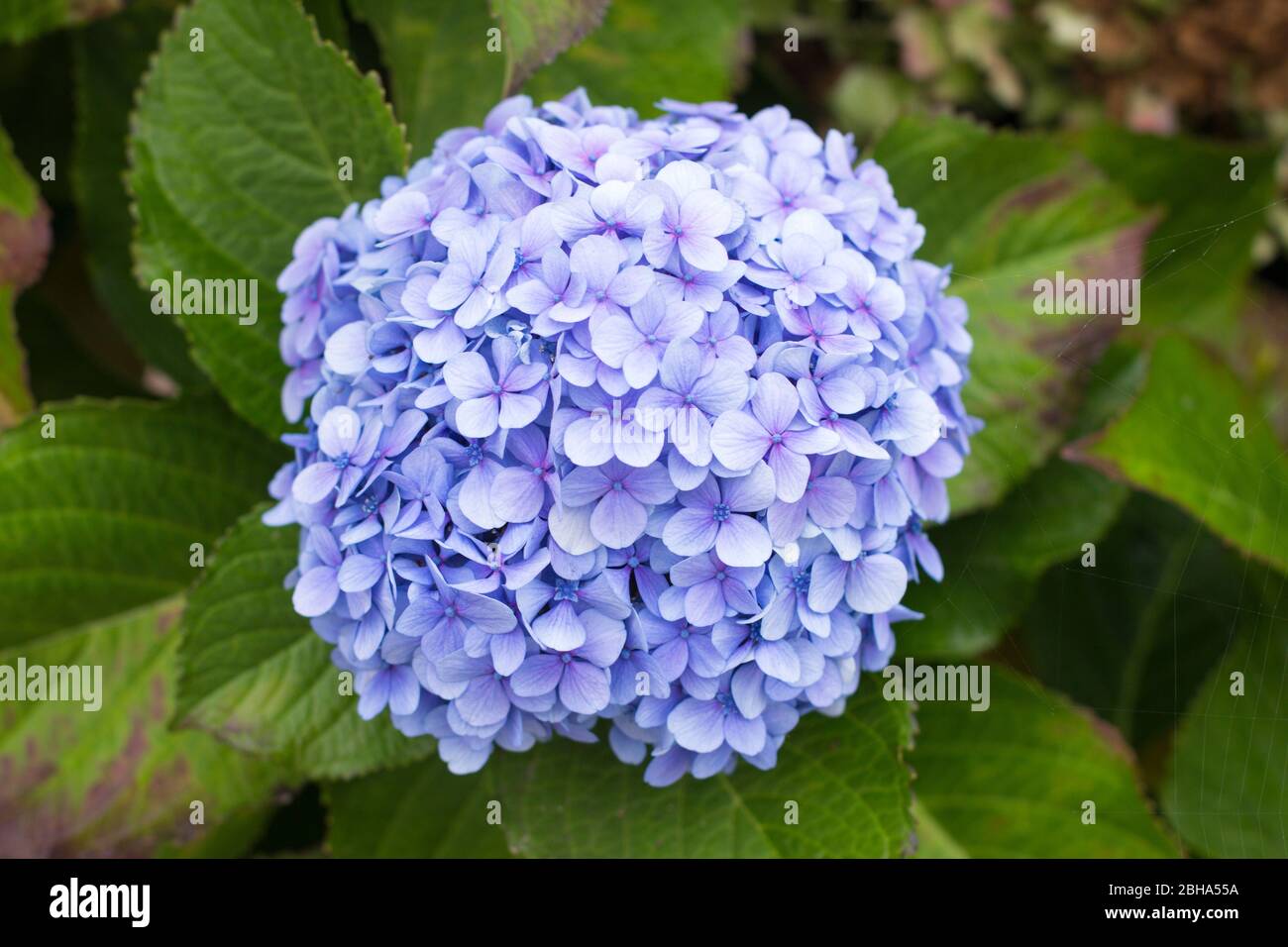 A Guide To Northeastern Gardening Hydrangea In Landscape Design