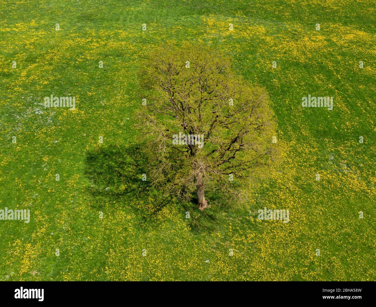 Single oak tree in a meadow in spring, Bavaria, Germany, Europe Stock Photo