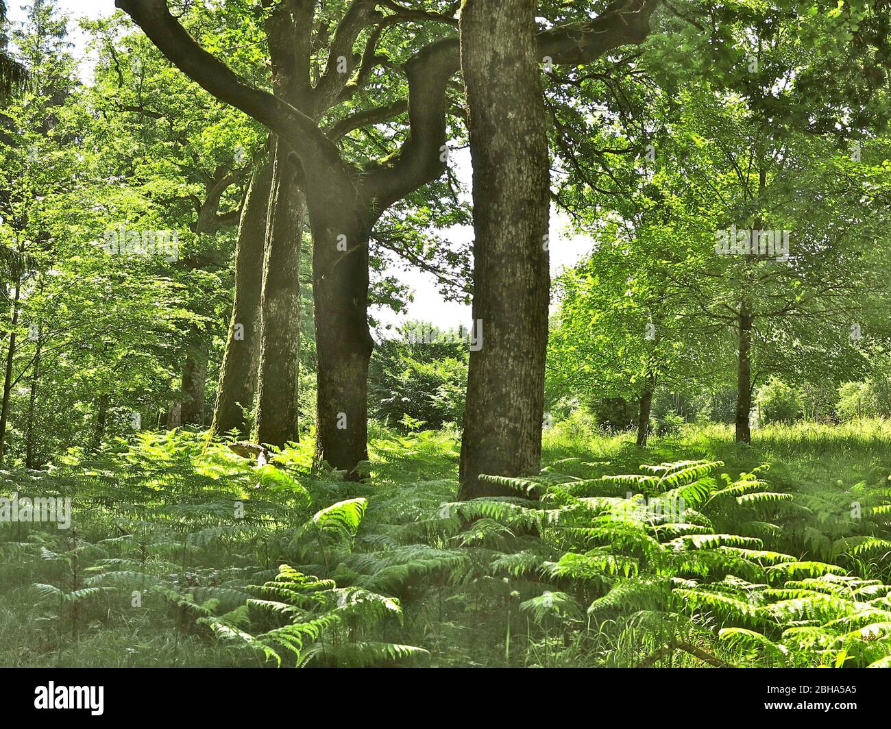 Germany, Upper Bavaria, near Munich, Forstenrieder Park, ferns, oak trees and fern Stock Photo