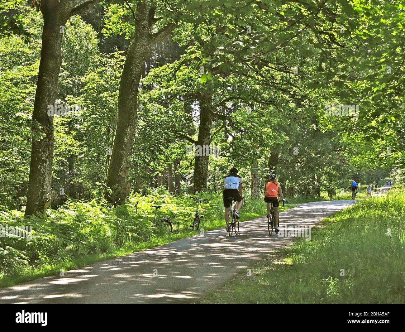 Germany, Upper Bavaria, near Munich, Forstenrieder Park, cyclists Stock Photo