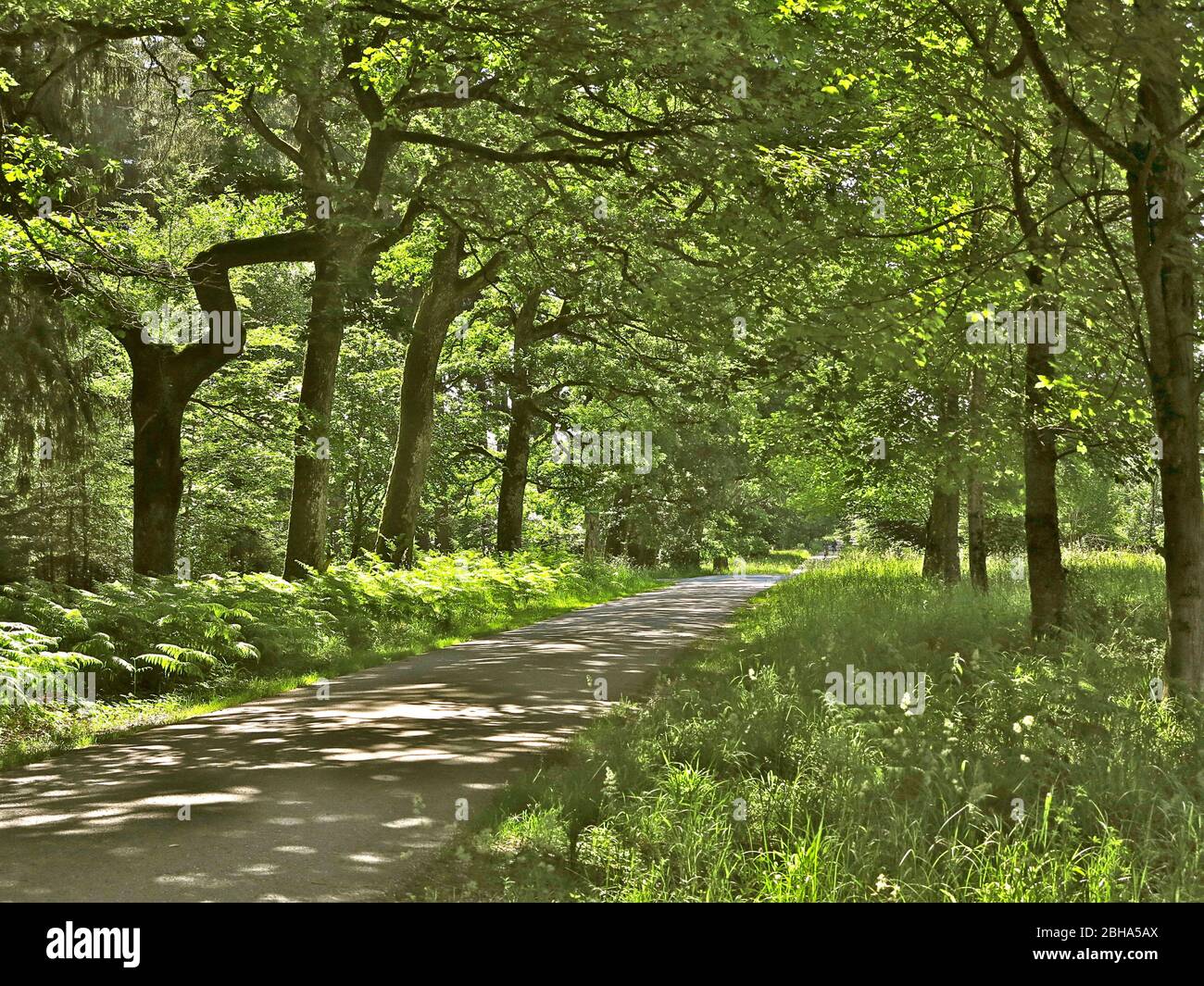 Germany, Upper Bavaria near Munich, Forstenrieder Park, bike and hiking trail, fern and oak trees Stock Photo
