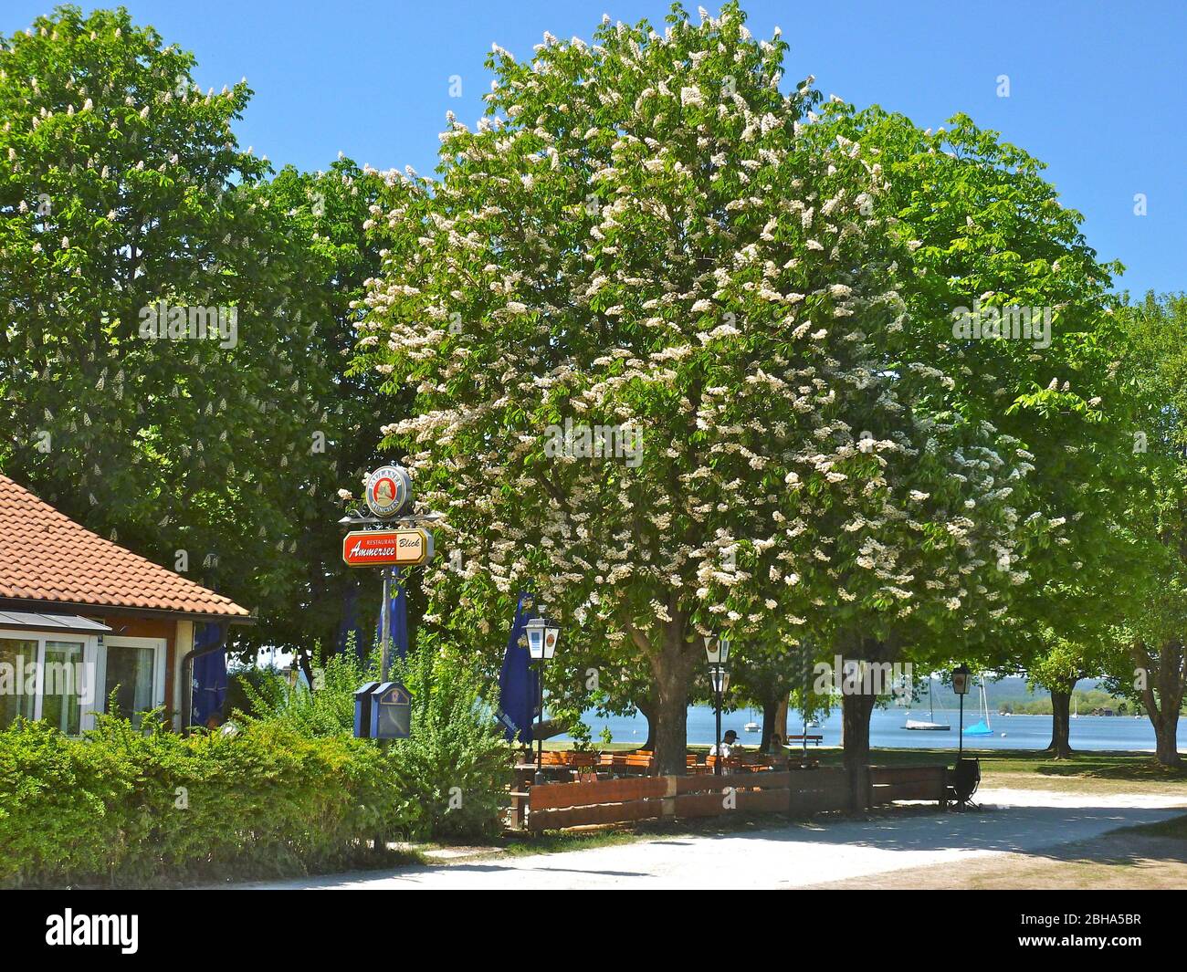 Germany, Upper Bavaria, 5 lakes, Ammersee, Herrsching, restaurant and chestnut trees Stock Photo