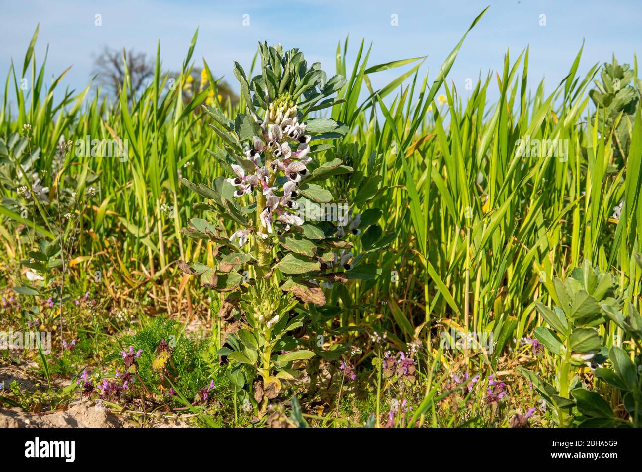 a broad bean plant in bloom stands at the edge of a field Stock Photo