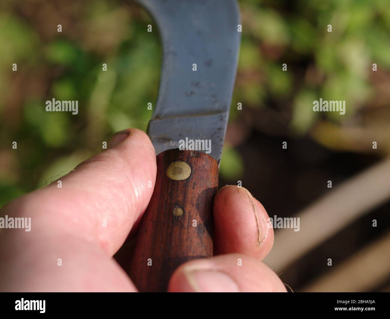 Pruning knife hires stock photography and images Alamy
