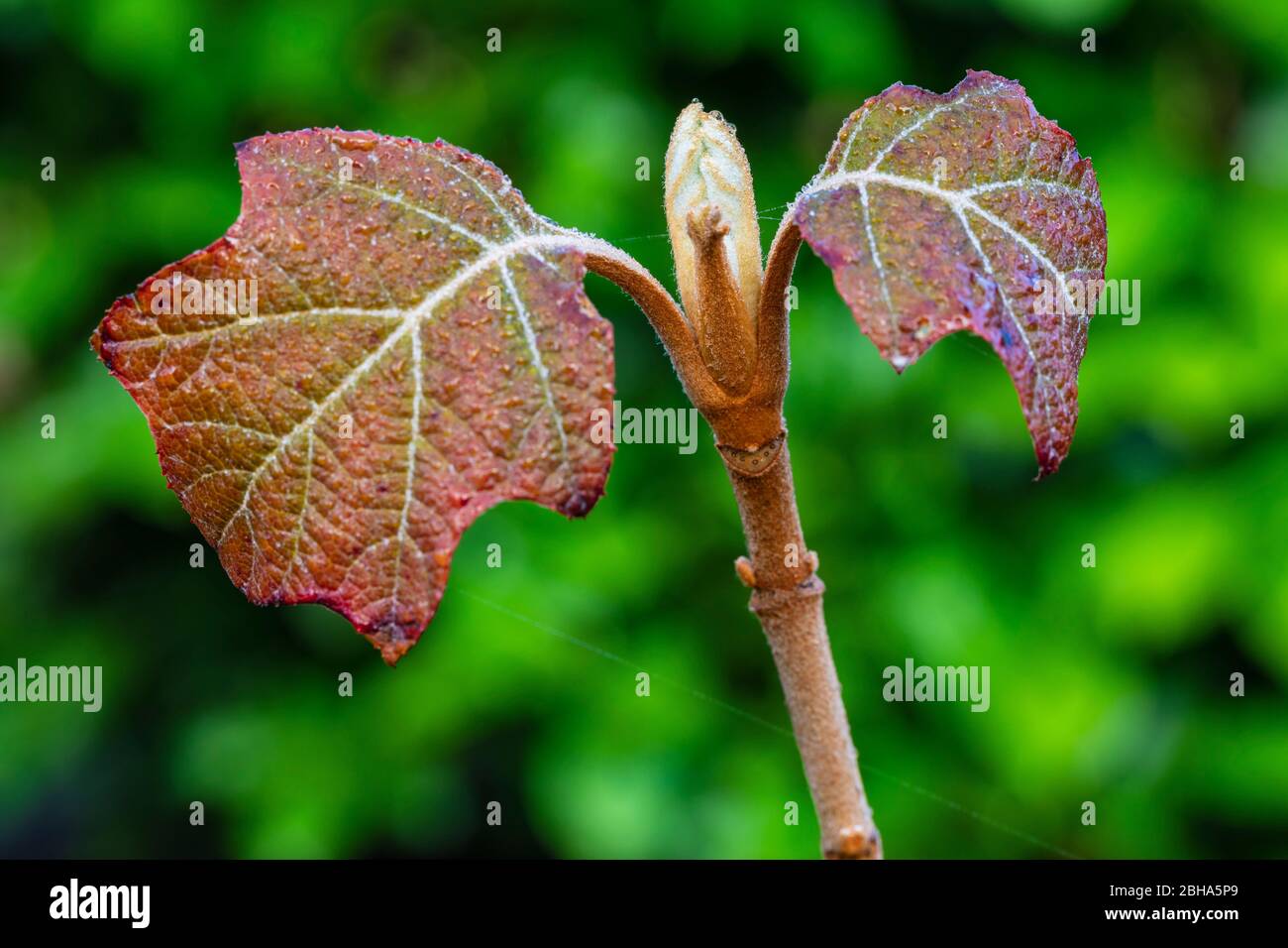 Oak leaf hydrangea, leaves shoot, young leaves Stock Photo