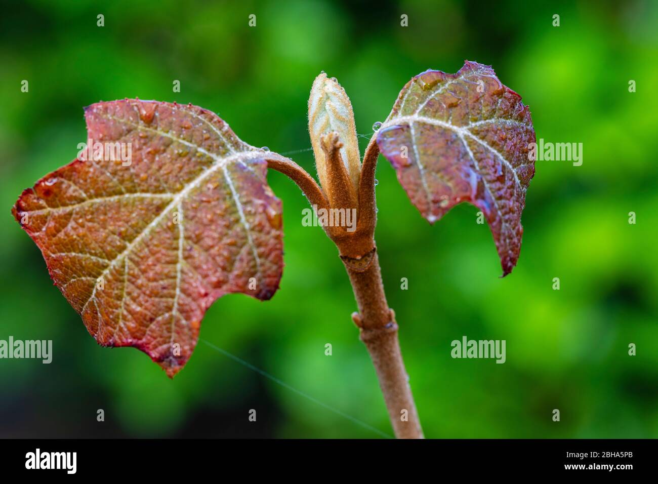 Oak leaf hydrangea, leaves shoot, young leaves Stock Photo