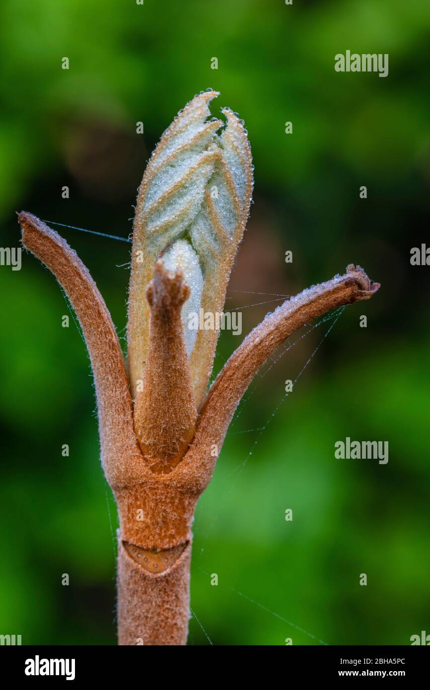 Oak leaf hydrangea, leaves shoot, young leaves Stock Photo