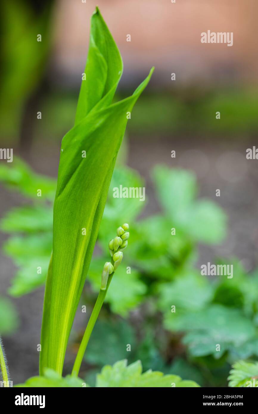 Lily-of-the-valley (Convallaria majalis) poisonous plant Stock Photo