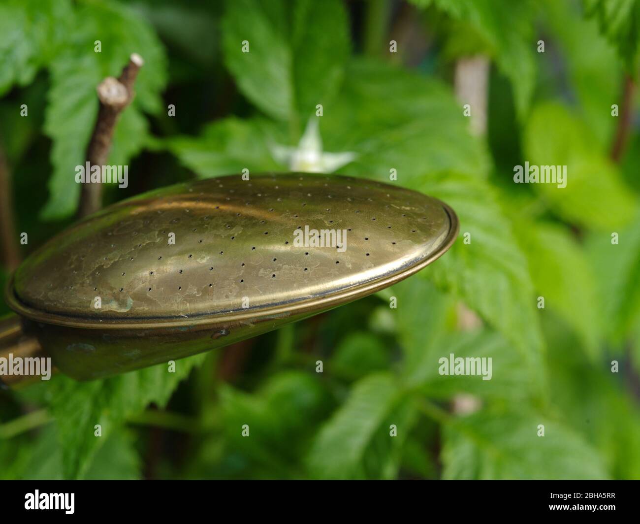 traditional watering can brass rose Stock Photo Alamy