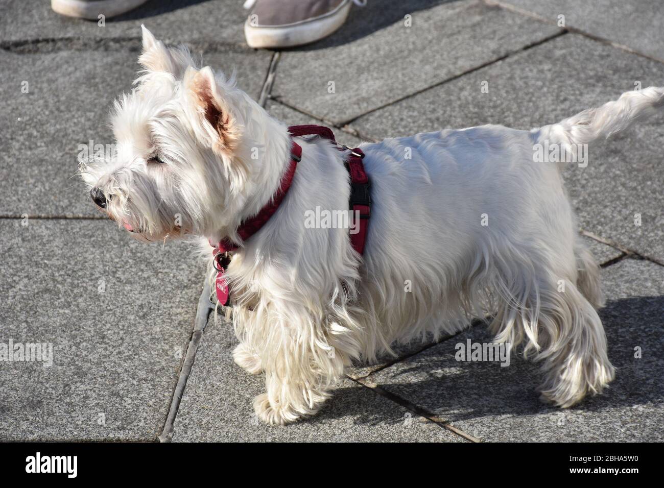 Pet walking with your master. West Scottish Terrier Stock Photo