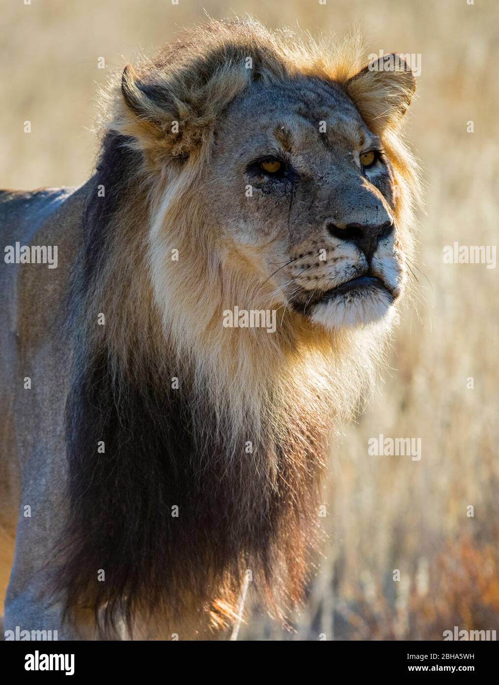 Close-up of lion, Kgalagadi Transfrontier Park, Namibia Stock Photo