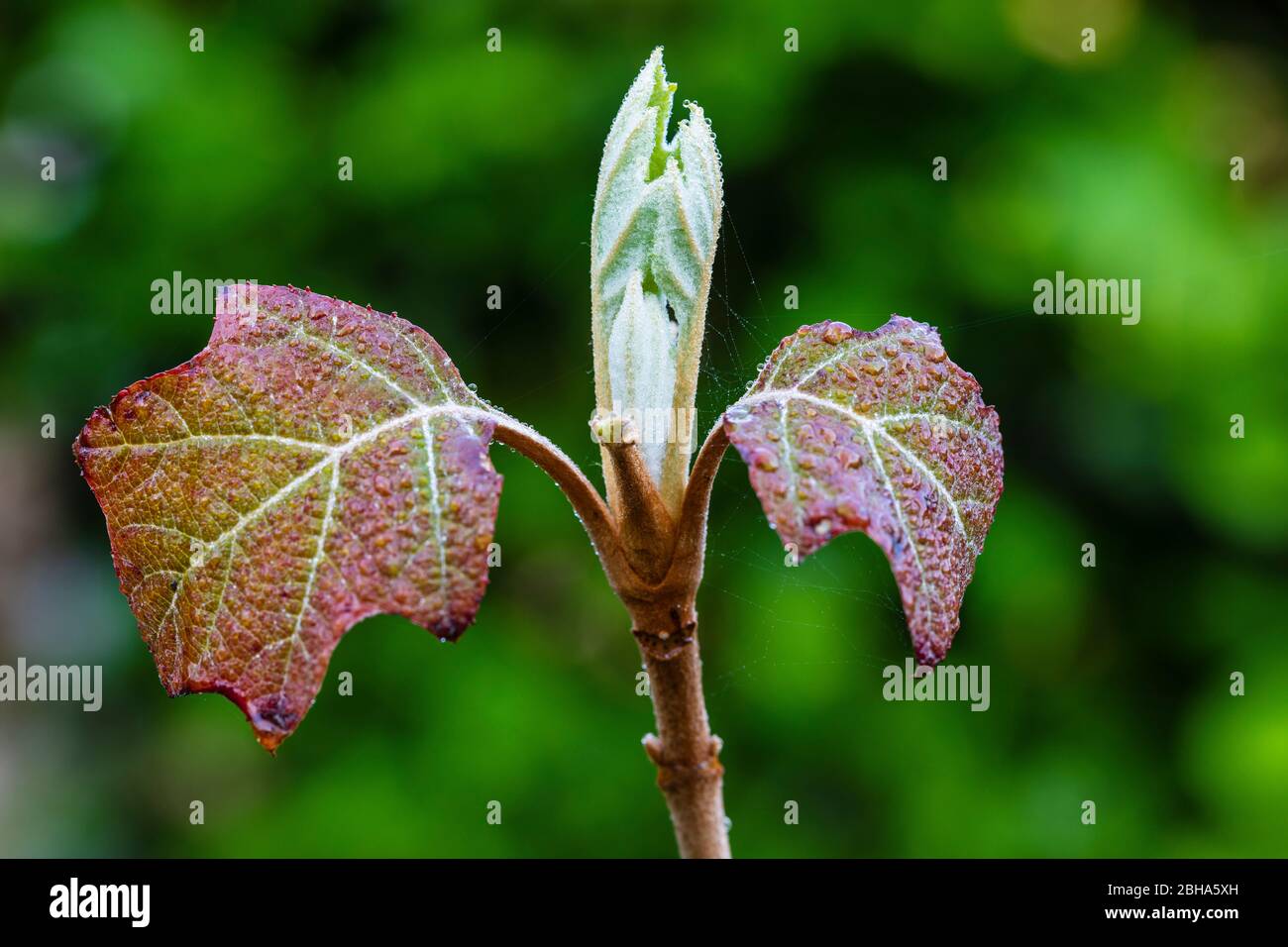 Oak leaf hydrangea, leaves shoot, young leaves Stock Photo