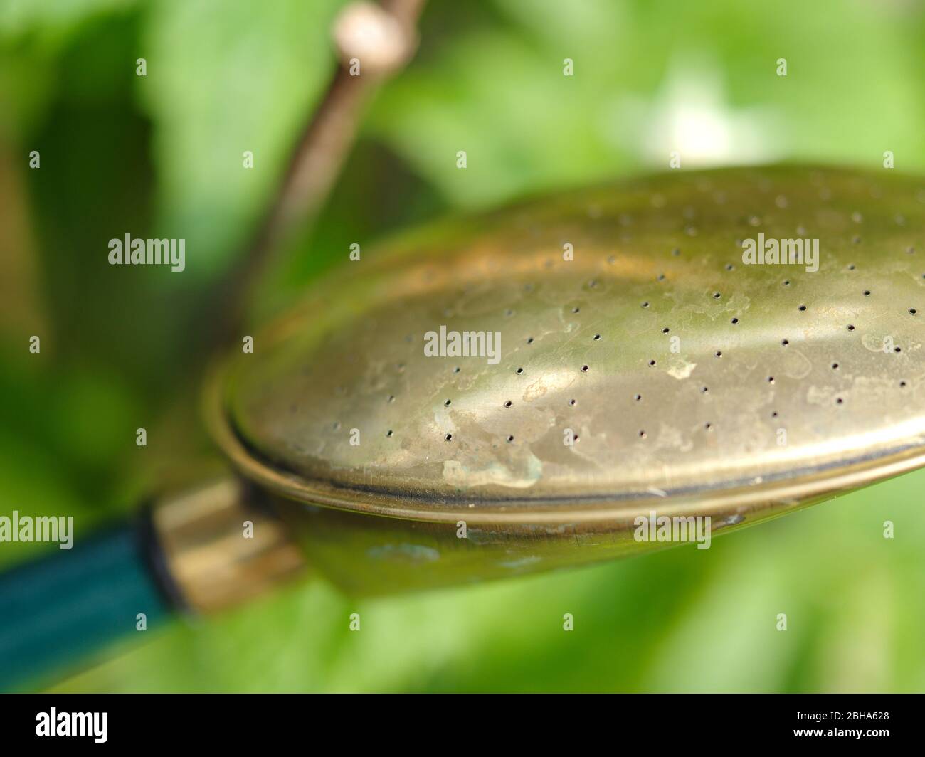 Watering with fine rose hires stock photography and images Alamy