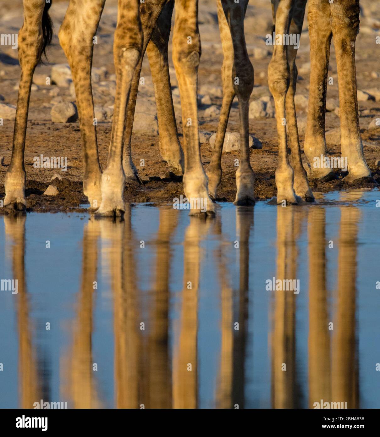 Legs of Southern giraffes reflecting in water, Etosha National Park, Namibia Stock Photo