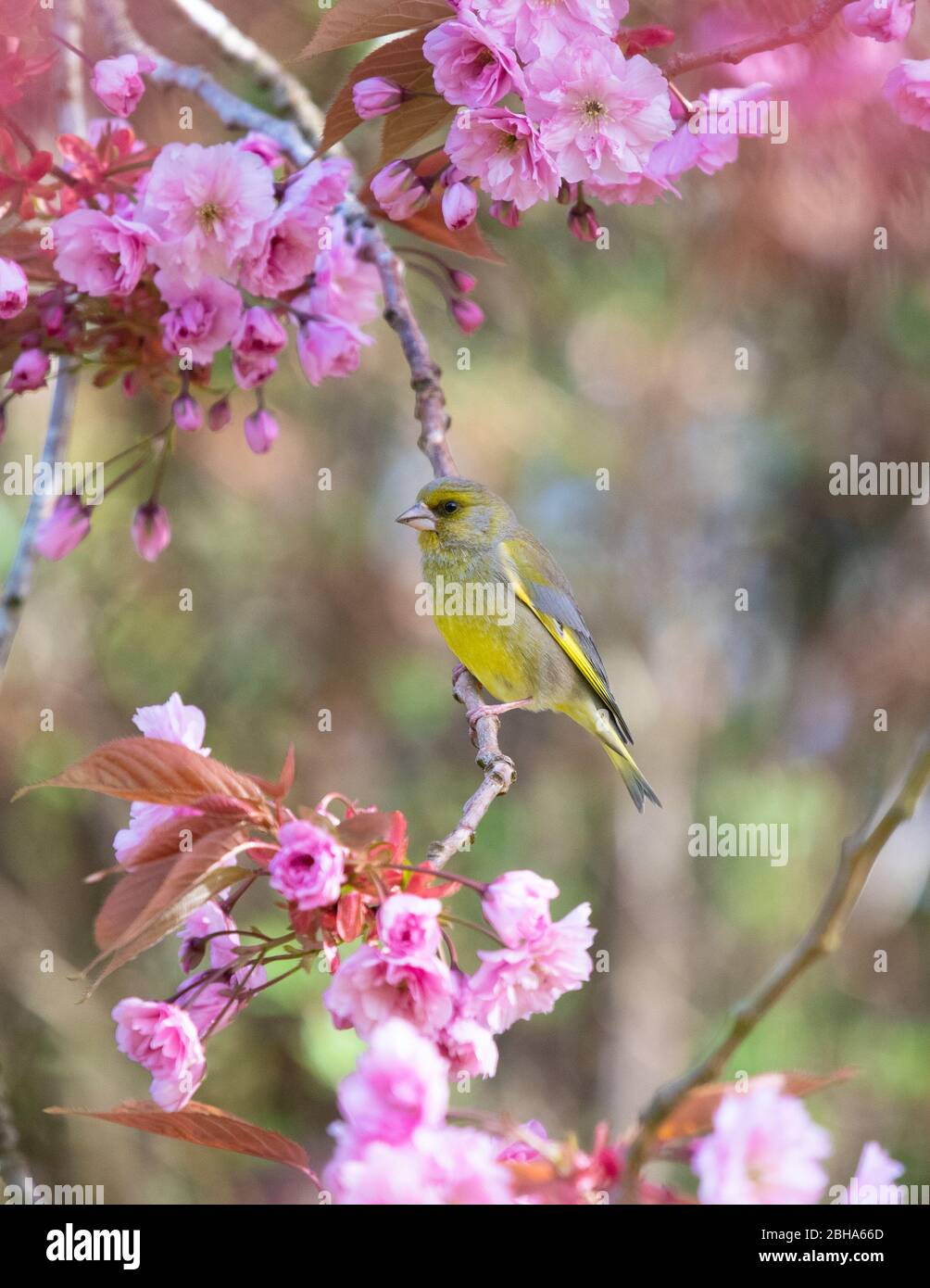 Greenfinch - Chloris chloris - perching in a cherry tree in spring - Stirlingshire, Scotland, UK Stock Photo