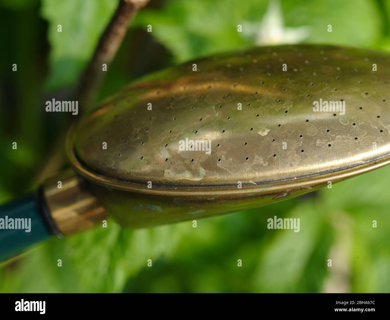 traditional watering can brass rose Stock Photo Alamy