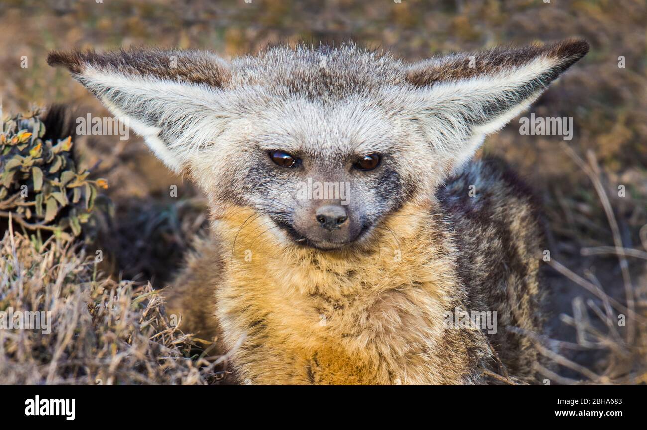 Bat-eared fox (Otocyon megalotis) looking at camera, Ngorongoro ...