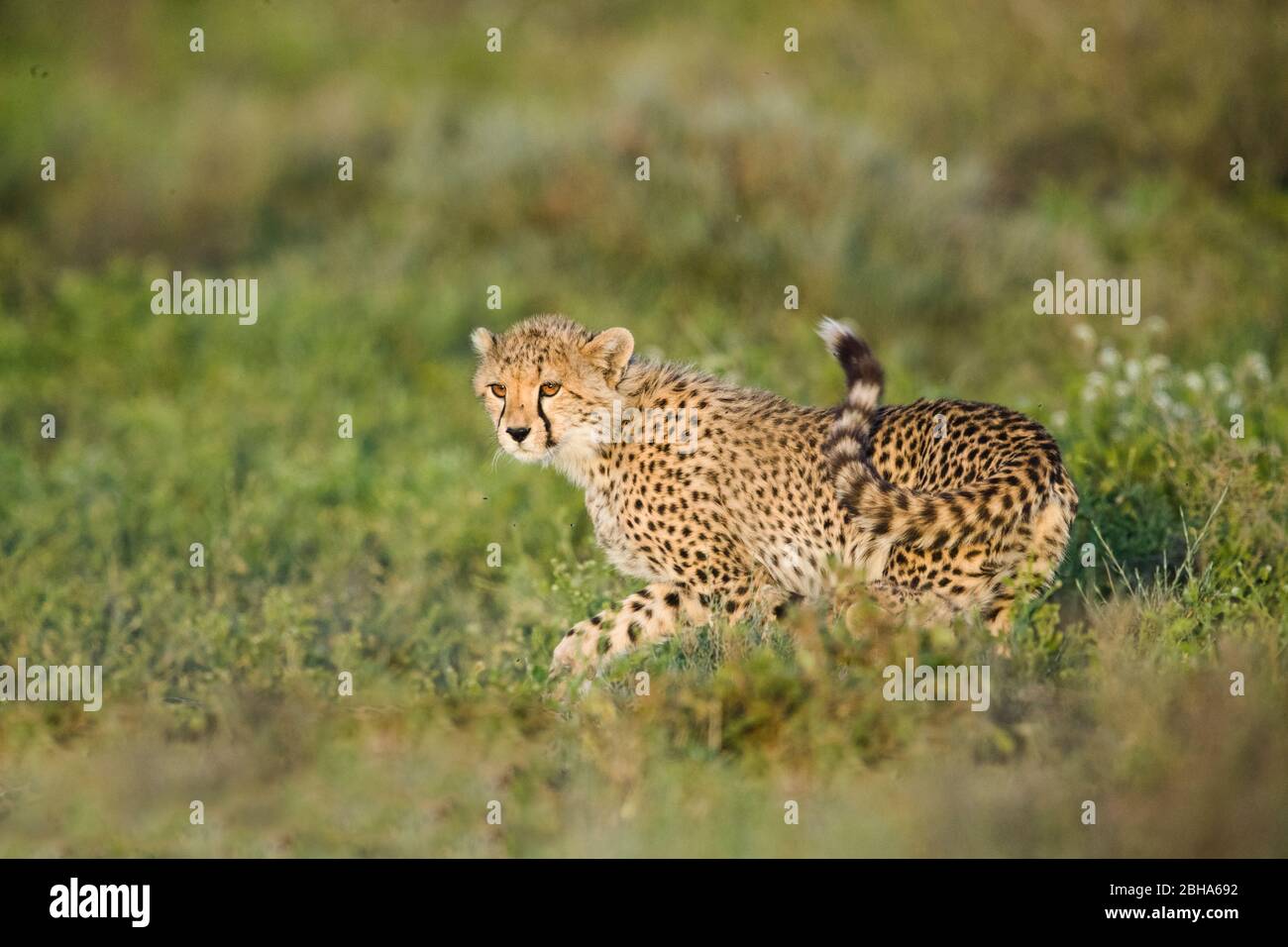 Close-up of cheetah (Acinonyx jubatus), Ngorongoro Conservation Area, Tanzania Stock Photo