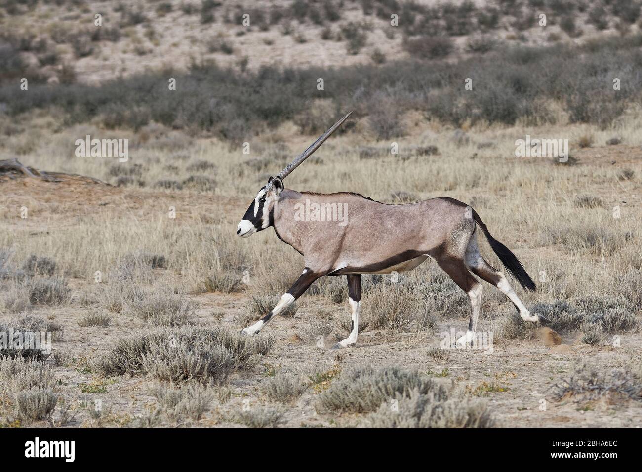Running Gemsbok (Oryx gazella), Kgalagadi Transfrontier Park, South Africa Stock Photo